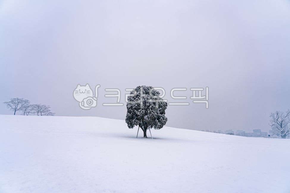 olympic park,alone tree,snow,plant,tree,olympic park alone tree,winter