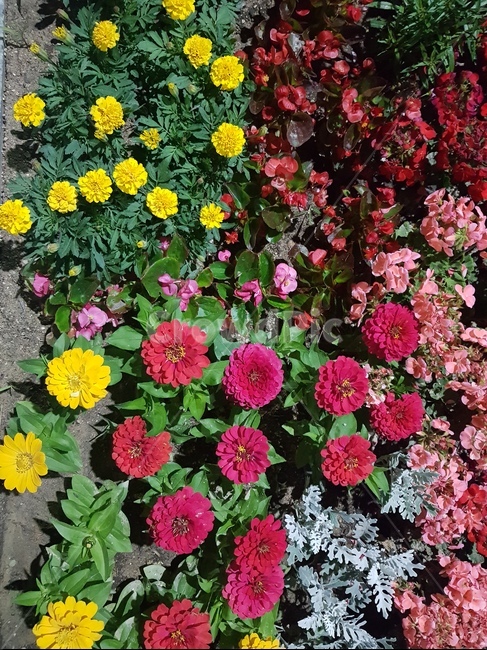 꽃,노란꽃,빨간꽃,분홍꽃,flower,꽃밭