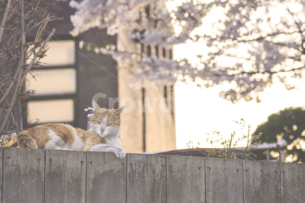 봄,spring,고양이,cat,꽃,flower,벚꽃,cherryblossom,봄,계절,spring,season,동물,animal,포유류,mammal,고양이,cat,kitten,kitty
