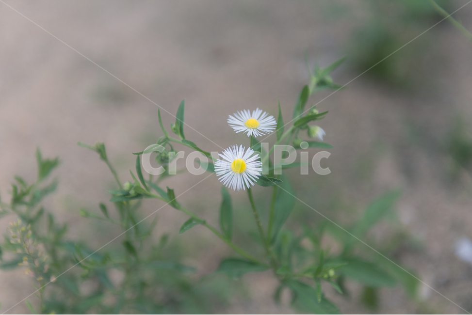 계란꽃,들꽃,꽃,일상,식물,식물,자연,plants,nature,꽃,flower