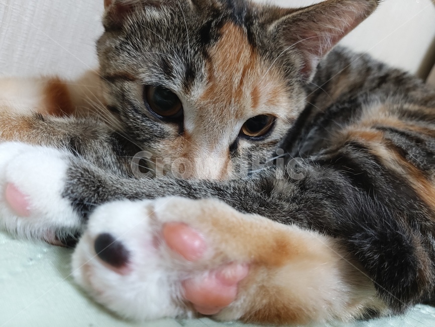 pet,포유류,animal,애완동물,cat,동물,고양이,mammal,발바닥,동물,animal,포유류,mammal,고양이,cat,kitten,kitty