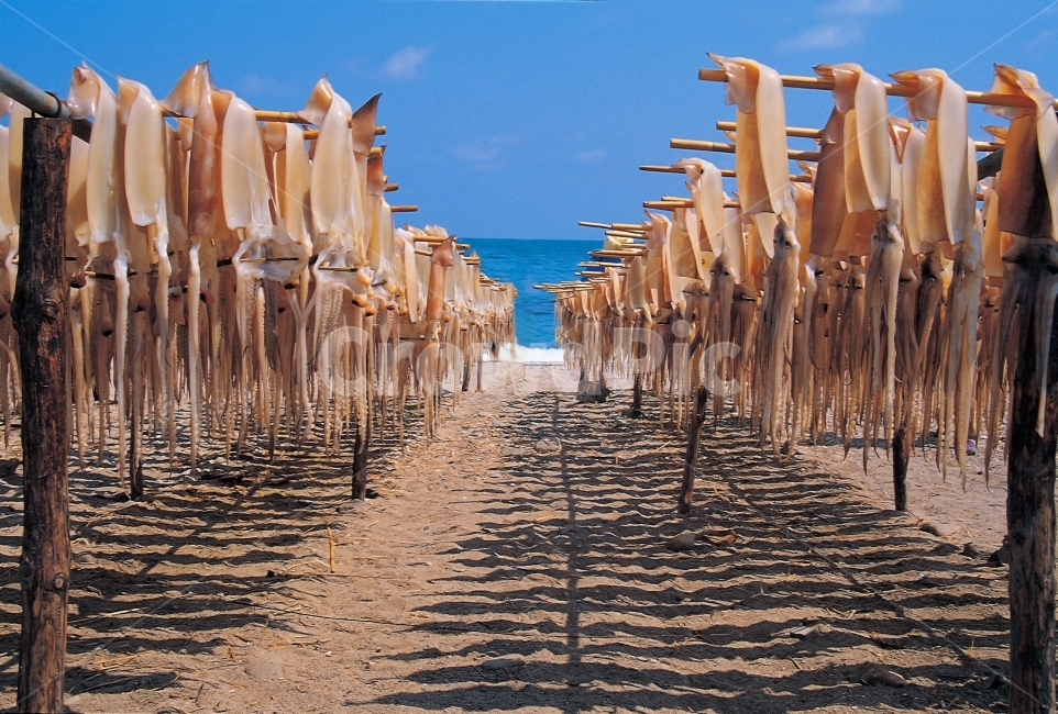 bay ship,seafood,marine products,backlight,dried squid,food ingredients,fishing boat,island village,natural drying,sea,dried fish,kettle,East Sea,goldfish,sunlight,fishing village,Squid,wind,Ulleungdo