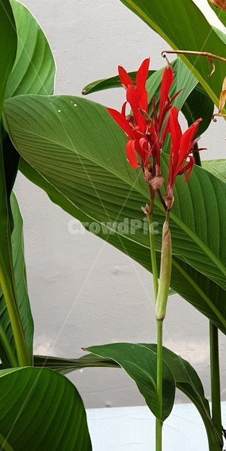 칸나,칸나홍초,여름꽃,꽃,식물,식물,자연,plants,nature,꽃,flower