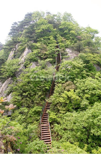 산,풍경,자연,등산,계단,나무