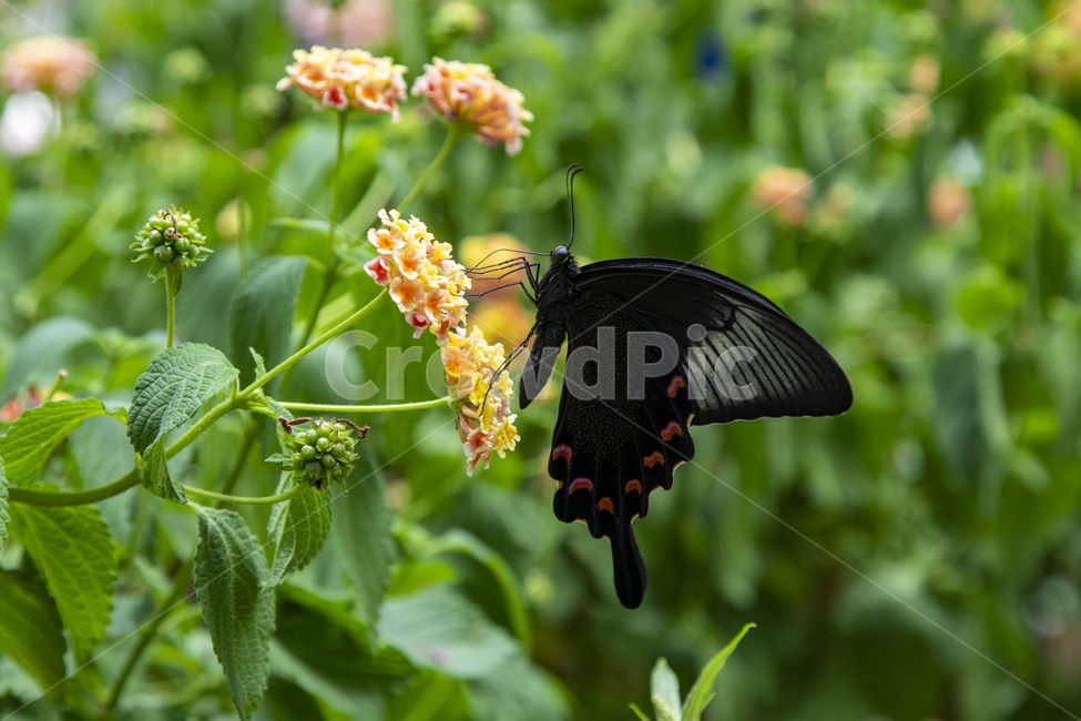 향기,봄,여름,호랑나비,꽃,식물,자연,plants,nature,꽃,flower,곤충,벌레,insect,bug