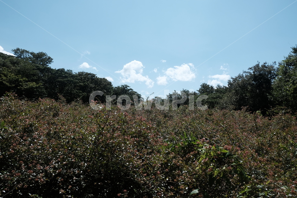 숲,풀,자연,분위기,하늘,배경화면,풍경,자연,풍경,nature,landscape