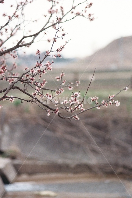 매화꽃,매화꽃배경,매화축제,매화나무,꽃,흰꽃,flowe,flowes,매화배경,매화꽃나무,매화꽃축제,매화,꽃배경,흰꽃배경,매화꽃송이,꽃송이,봄,계절,spring,season,식물,자연,plants,nature,꽃,flower,plant,blossom