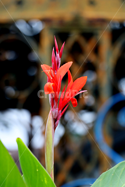 칸나,칸나꽃,꽃,정원,flower,식물,자연,plants,nature,꽃,flower