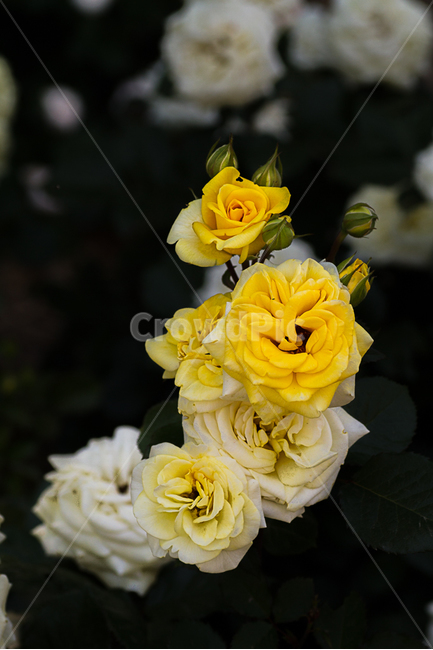 장미,자연,꽃,장미공원,장미축제,식물,자연,plants,nature,꽃,flower