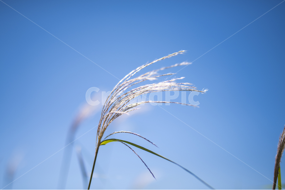 억새,갈대,가을,가을분위기,하늘공원,가을,계절,fall,autumn,season,식물,자연,plants,nature,grass,잔디,plant,lawn,reed