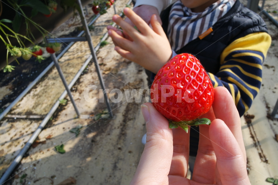 딸기,딸기체험,딸기농장,과일,fruit,strawberry