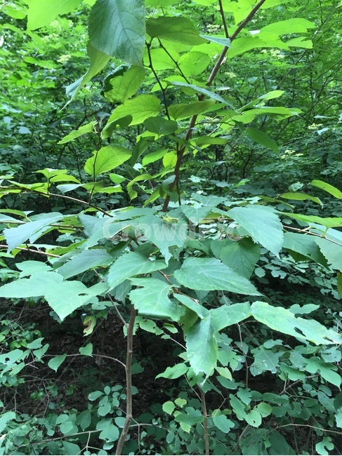 자연,그린,녹색,힐링,휴식,식물,자연,plants,nature