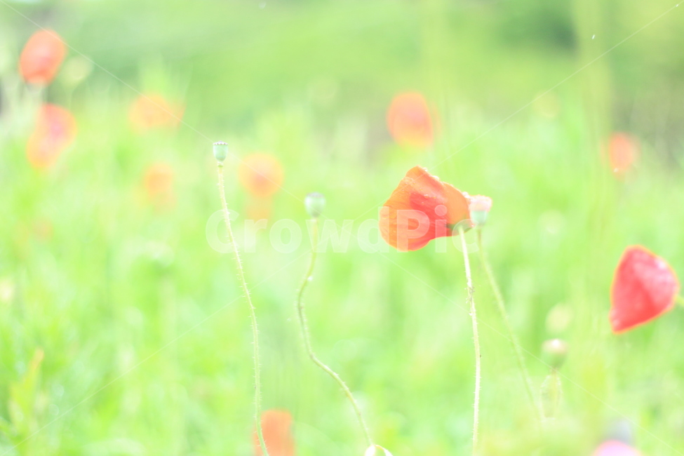 여름,시작,양귀비,위로,꽃,식물,자연,plants,nature,꽃,flower