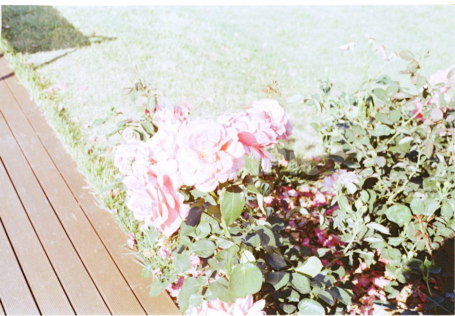 감성사진,필름카메라,풍경,식물,필름,식물,자연,plants,nature,꽃,flower