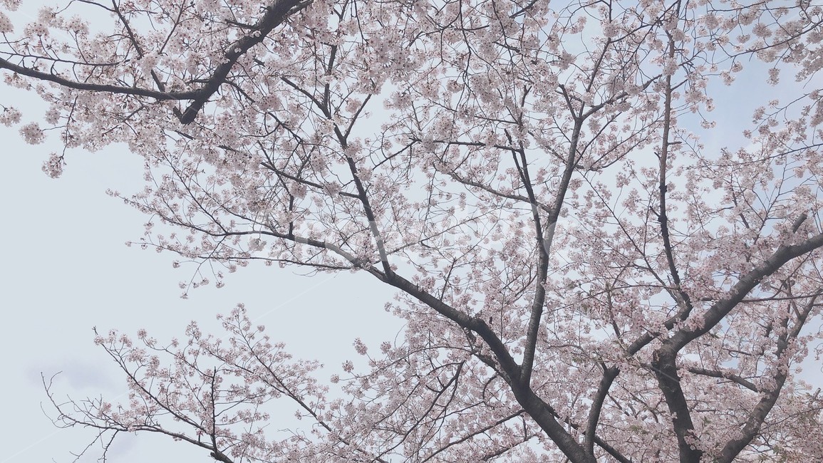벚꽃,꽃,벚꽃나무,벚꽃길,하늘