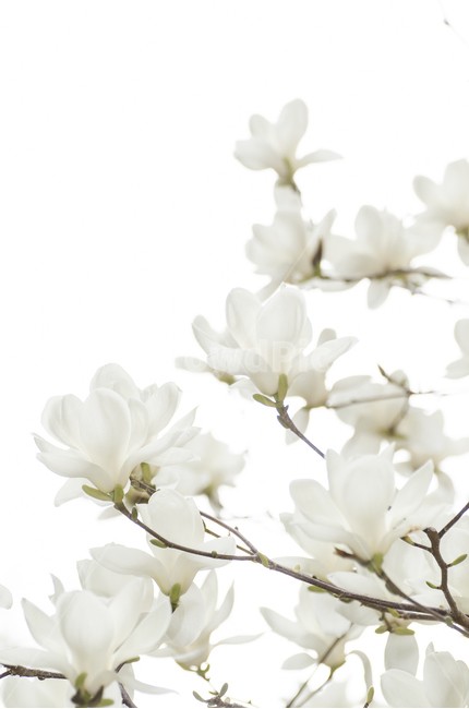 목련,꽃,봄,봄꽃,고귀함,흰색,식물,자연,plants,nature,꽃,flower,누끼,remove background