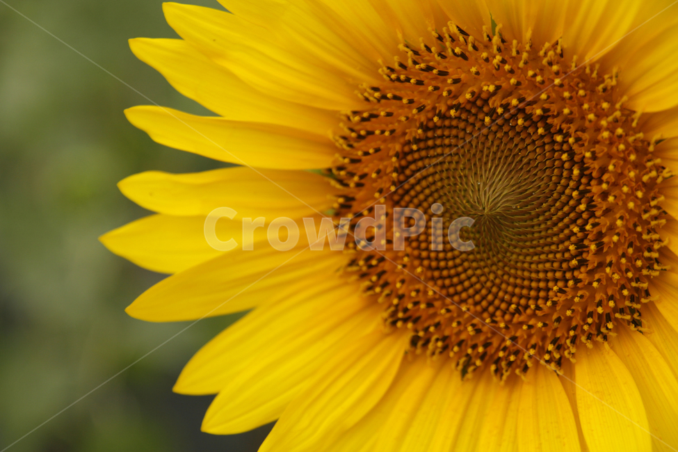 해바라기,여름,해바라기꽃,식물,해바라기씨,꽃잎,여름,계절,summer,season,가을,fall,autumn,식물,자연,plants,nature,꽃,flower,plant,blossom