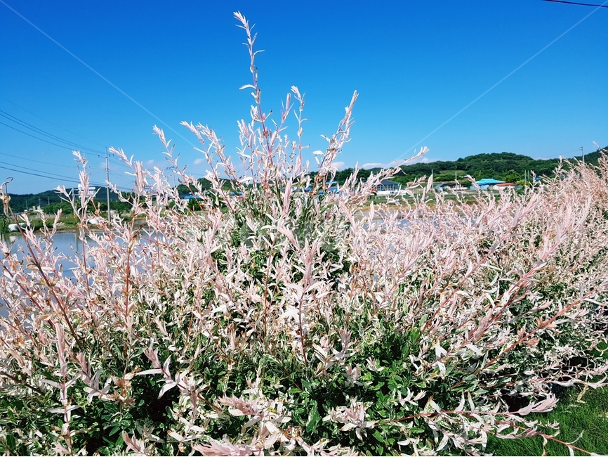 오색버들,흰색,핑크,나무,풍경,하늘,시골,마을,풍경,landscape,country,rural,town,식물,자연,plants,nature,꽃,flower