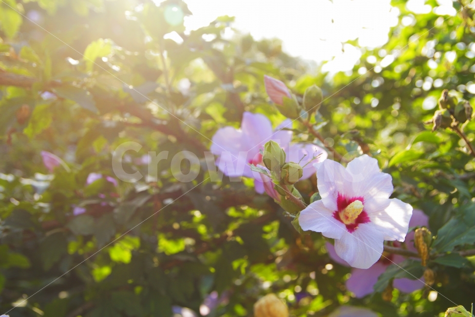꽃,감정,무궁화,flower,여행,식물,자연,plants,nature,꽃,flower,휴식,힐링,rest,relaxation,healing