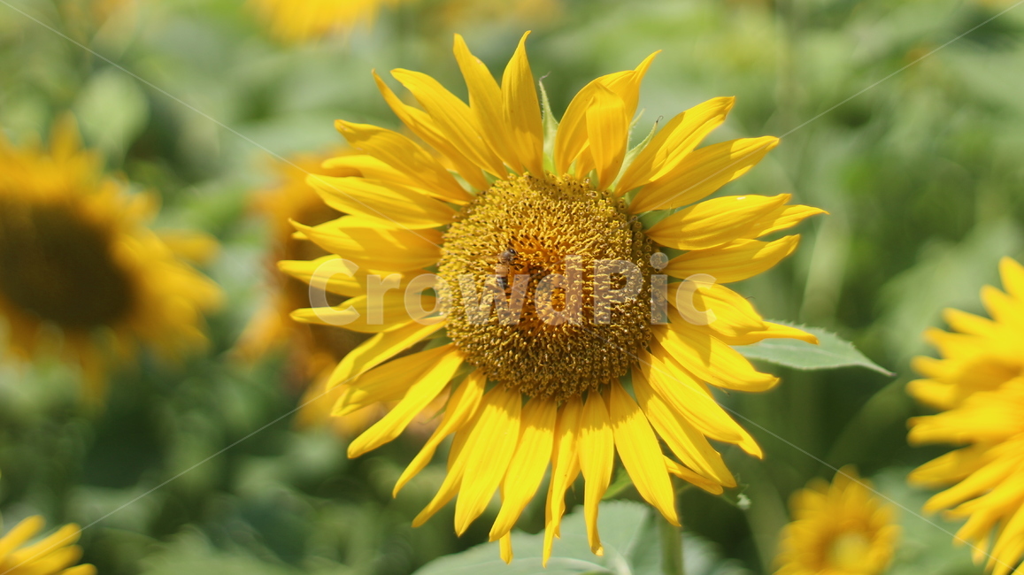 해바라기,감성,배경,꽃,자연,식물,자연,plants,nature,꽃,flower