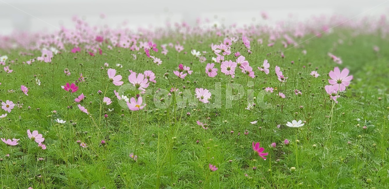 꽃,가을,코스모스,자연,식물,울타리,flower,nature,서정,감성,순수,분홍색,pink,green,autumn,안개,fog,가을,계절,fall,autumn,season,식물,자연,plants,nature,꽃,flower,plant,geranium,제라늄,blossom,outdoors,옥외,grassland,목초지,field,들