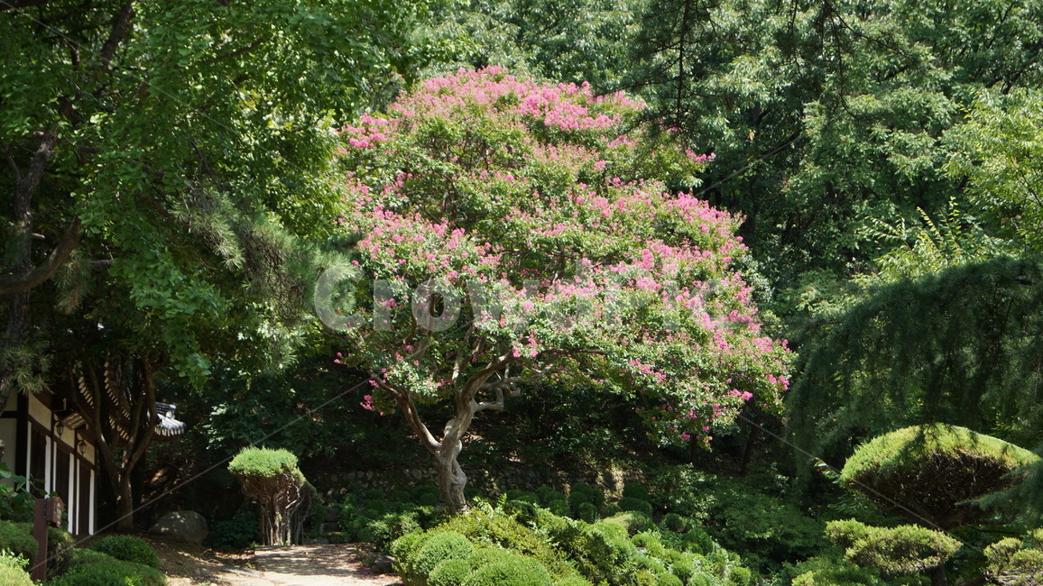 배롱나무,분홍색꽃나무,분홍색꽃,crapemyrtle,꽃나무