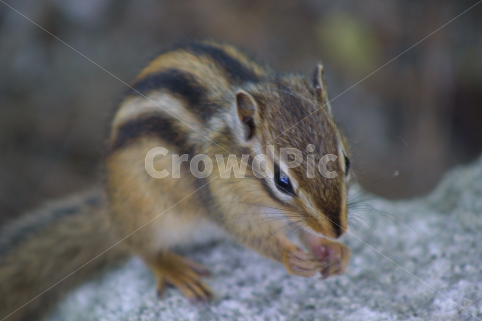 자연,다람쥐,가을,설악산,동물,동물,animal,포유류,mammal