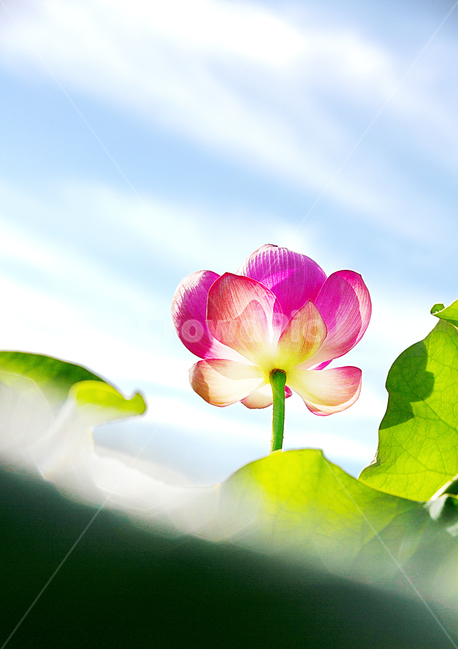 연꽃,연,홍련,꽃잎,flower,꽃,blossom,petal,plant