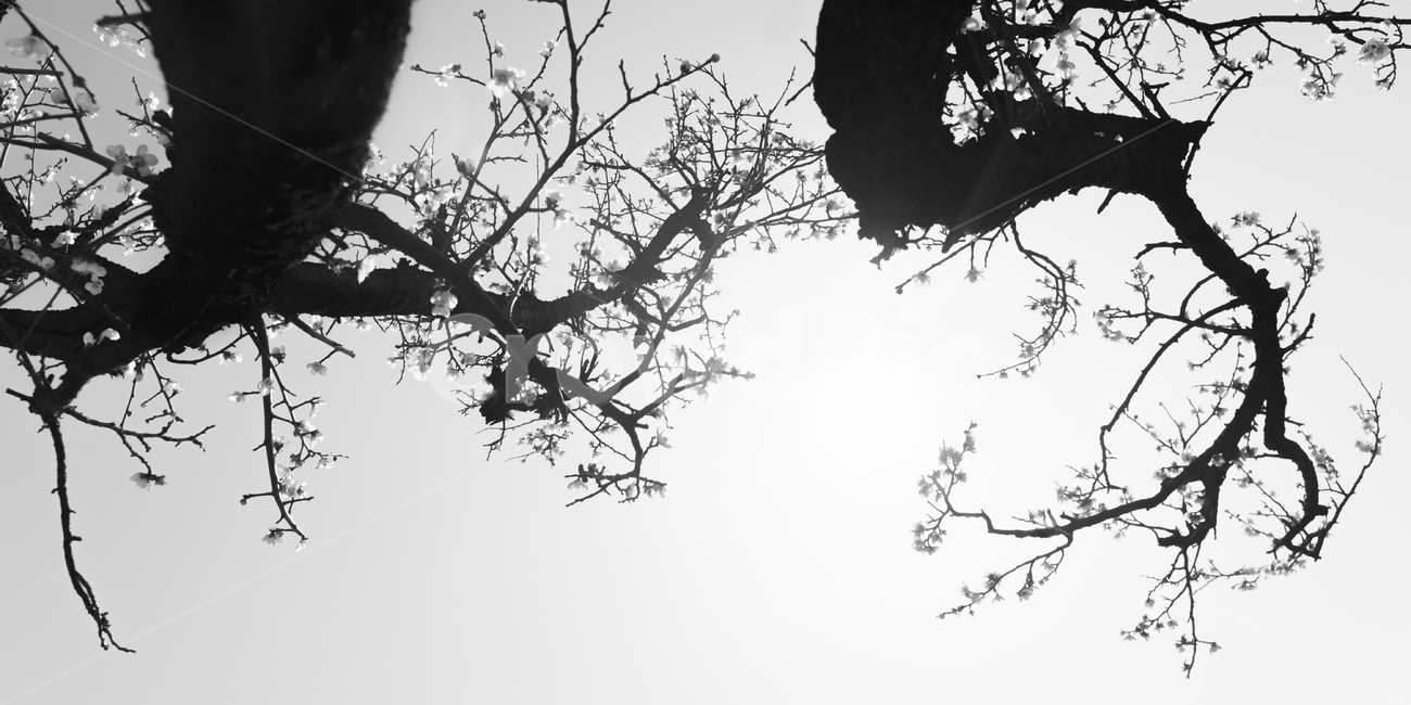 매화,고매화,선,매화꽃,꽃,식물,자연,plants,nature,꽃,flower,나무,trees,wood,실루엣,그림자,silhouette,shadow,흑백,모노톤,monochrome,black and white