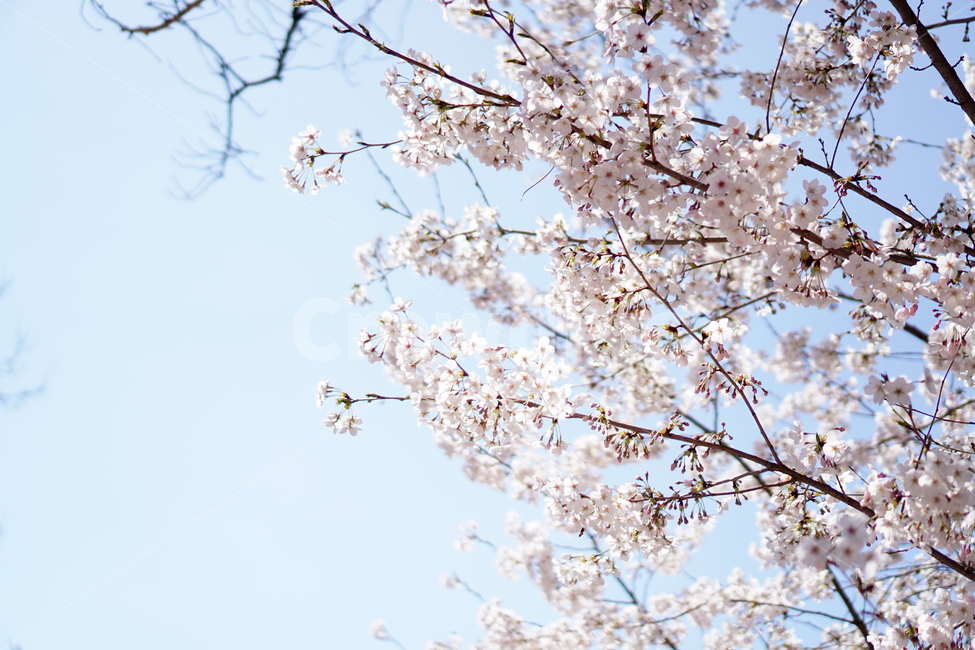 꽃,벚꽃,풍경,계절,자연,하늘,나무,감성,식물,flower,cherryblossoms,season,plants,nature,sensible,feeling,식물,자연,plants,nature,꽃,flower
