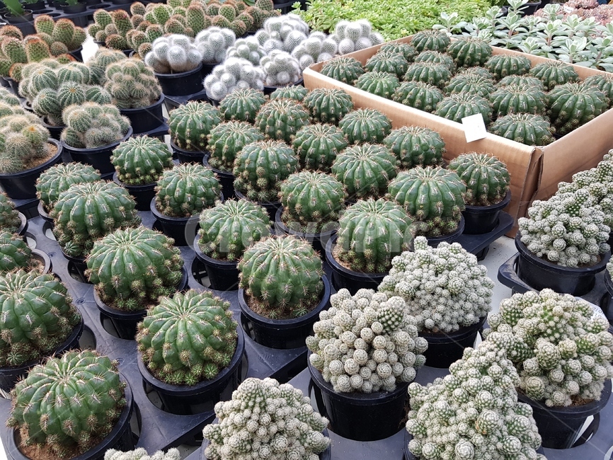 선인장,식물,plant,가시,cactus