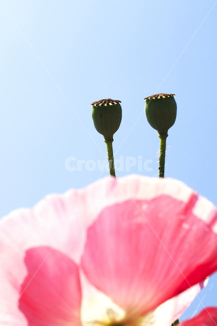 양귀비,사랑,열정,아름다움,심플,식물,자연,plants,nature,꽃,flower