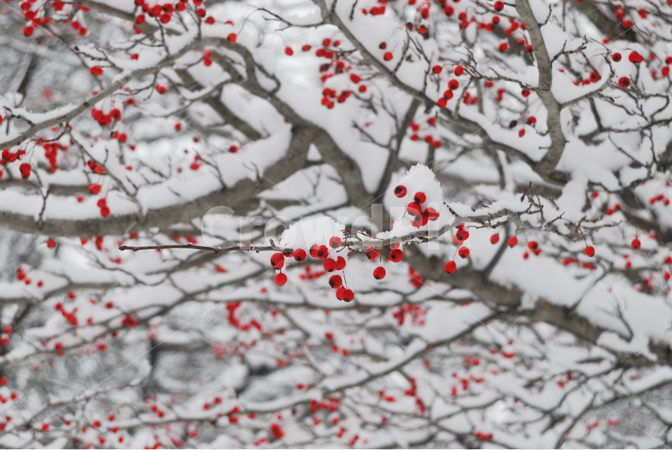 설경,겨울,나무,열매,눈,겨울,계절,winter,season,과일,열매,fruit
