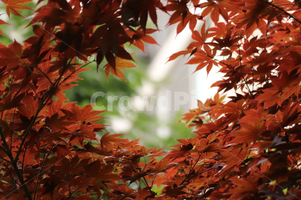 단풍,식물,단풍나무,tree,maple,주황,색감,감성,단풍잎,가을