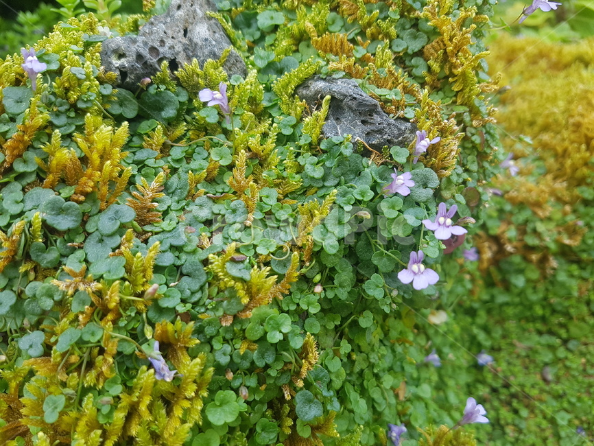 꽃,식물,flower,plant,돌