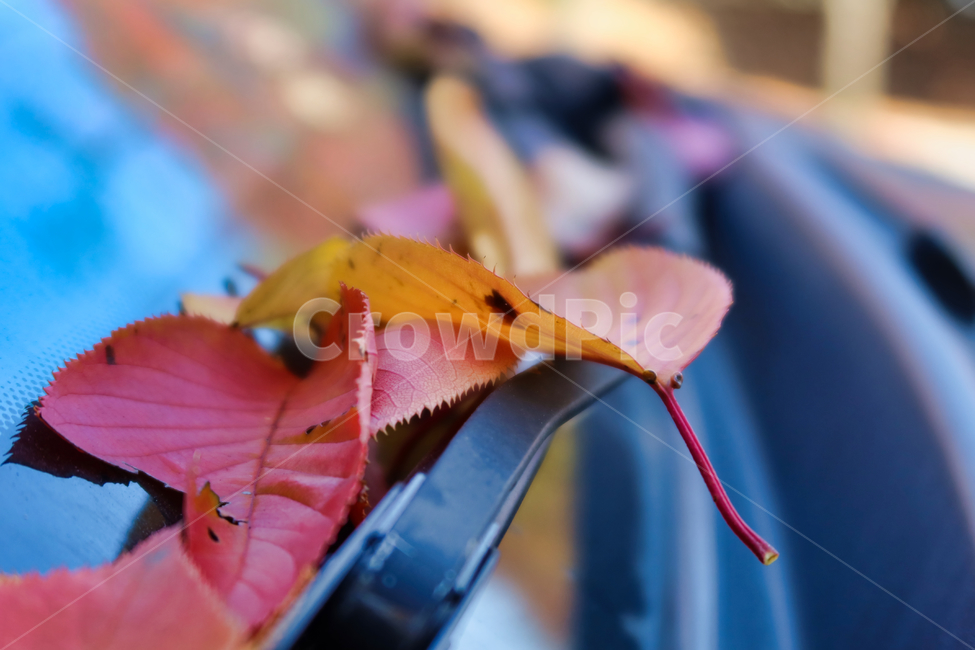 leaf,잎,단풍,낙엽,단풍잎,plant,식물,가을,계절,fall,autumn,season