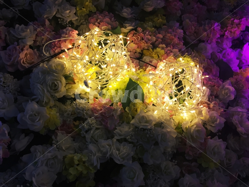 꽃,전구,대비,불빛,꽃밭,꽃,flower