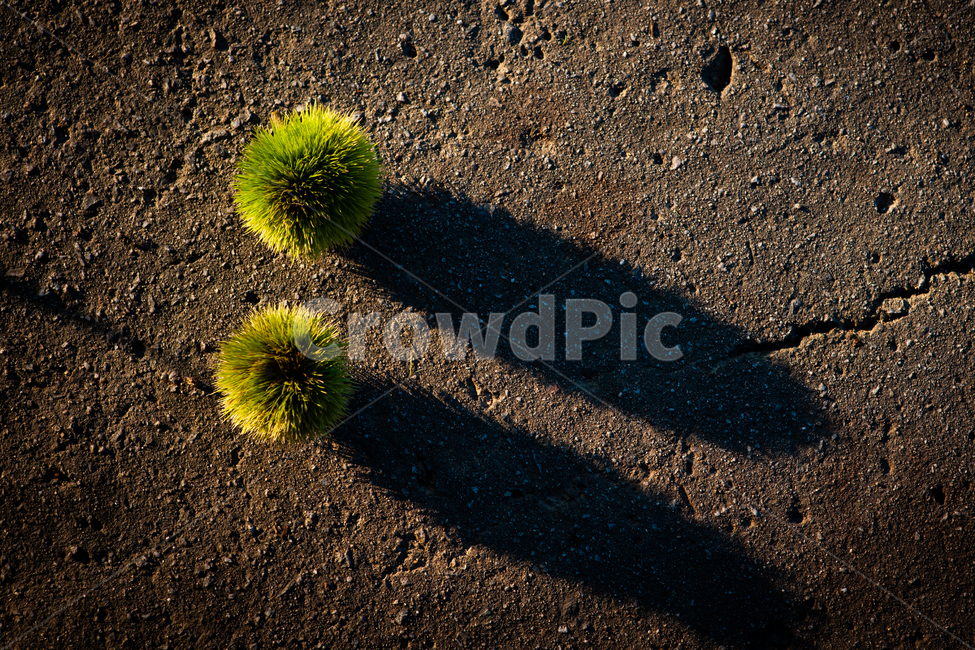 plant,식물,흙길,road,ground,바닥,밤송이,가을,과일,열매,fruit
