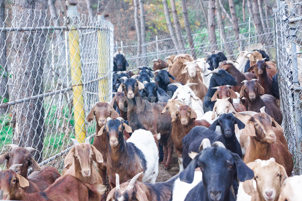 염소,흑염소,산,염소들,동물들,동물,animal,포유류,mammal,산업,industry,industrial,목축업,목장,livestock farming,ranching,pasture