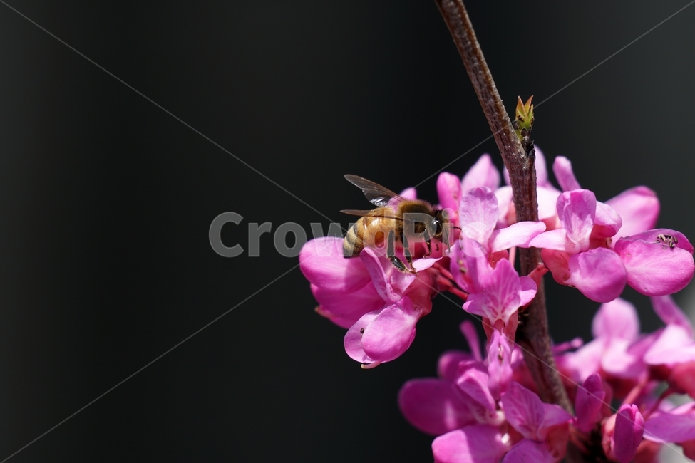 꽃,꽃사진,플라워,flower,봄,봄꽃,spring,식물,plants,자연,nature,풍경,landscape,계절,season,snap,스냅,접사,macro,closeup,클로즈업,감성사진,감성,힐링,healing,느낌,feel,feeling,벌,곤충,insect,동물,animal,honey,bee,말벌,꿀벌,벌레,꽃밭,화단,4월,April,박태기나무,박태기꽃,박태기나무꽃,귀화식물,나무,나뭇가지,tree,한국자연,식물,자연,plants,nature,꽃,flower,동물,animal,곤충,벌레,insect,bug