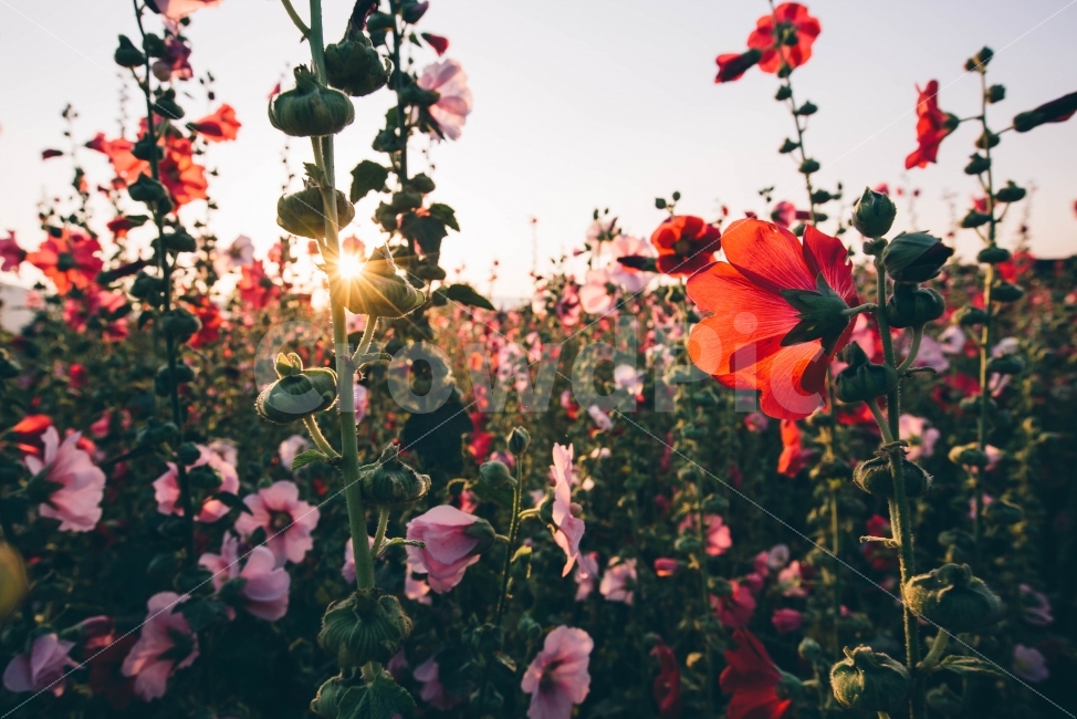 접시꽃,꽃밭,경주,꽃,감성,늦은오후,자연,빛갈라짐,일몰,flower,nature,식물,자연,plants,nature,꽃,flower,감성,sensible,feeling