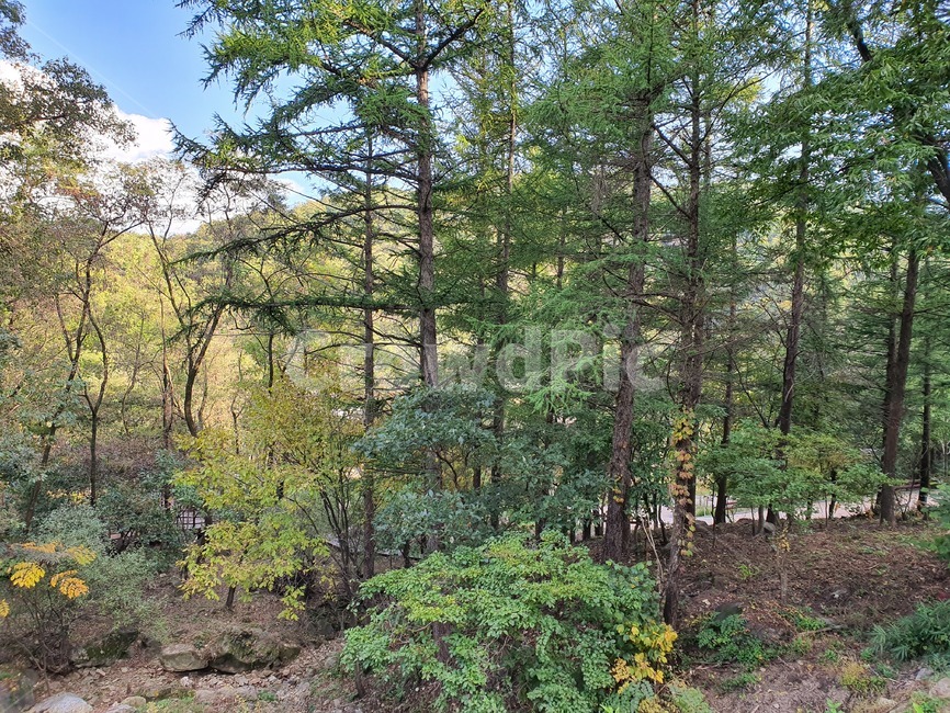 tree,나무,plant,식물,자연