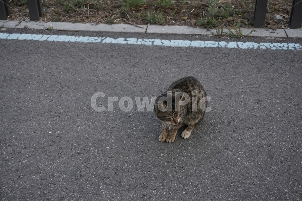 아스팔트,asphalt,고양이,cat,road,산책,walk,도로,outdoor,자연,nature