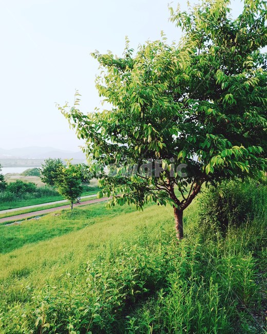 나무,자연,풍경,여름,녹색,공원