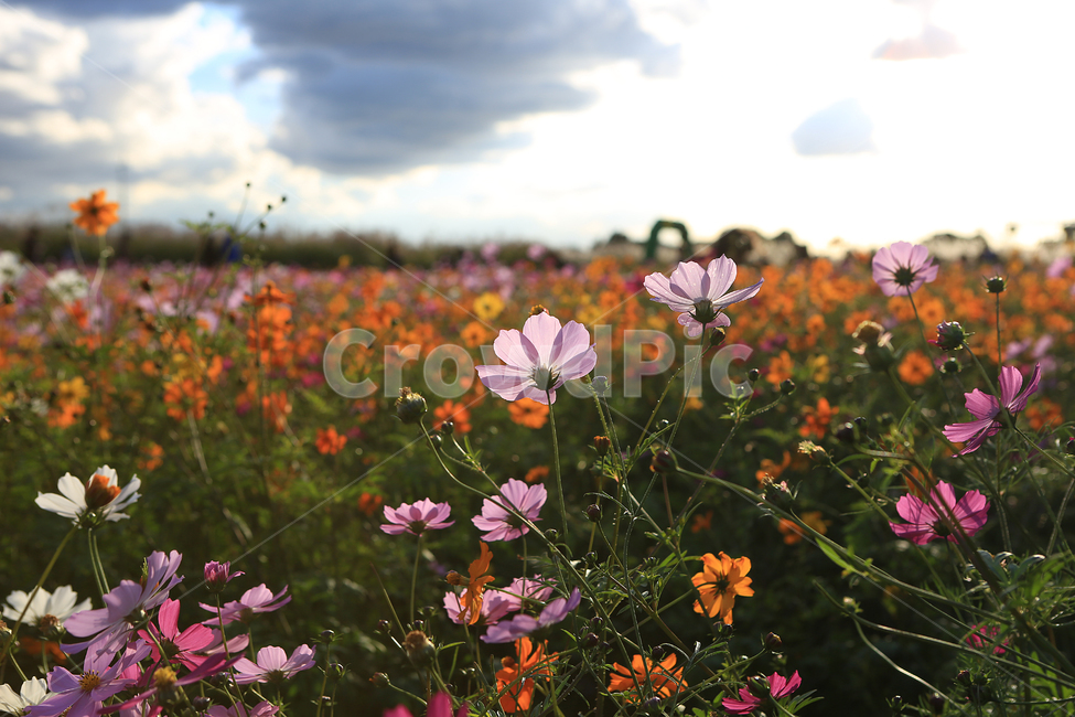 가을,꽃,코스모스,하늘공원,하늘,구름,fall,flower,cosmos,park,sky,cloud,가을,계절,fall,autumn,season,식물,자연,plants,nature,꽃,flower,field,들,grassland,목초지,outdoors,옥외,blossom,plant,petal,꽃잎