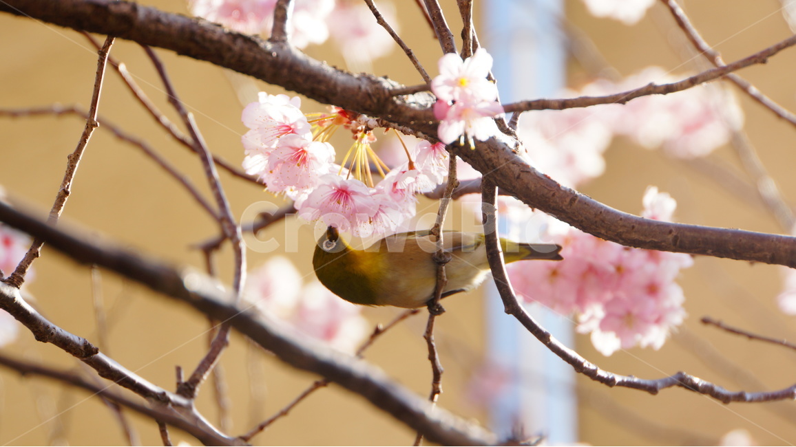 동박새,새,bird,벚꽃,꽃,flower,식사,봄,아침,풍경,스냅,포착,감성,봄,계절,spring,season,식물,자연,plants,nature,꽃,flower,동물,animal,조류,새,birds,plant