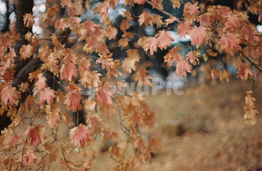 강릉,여행,여행사진,감성사진,자연,단풍,필름,풍경,가을,계절,fall,autumn,season,식물,자연,plants,nature,감성,sensible,feeling,plant,leaf,잎,tree,나무