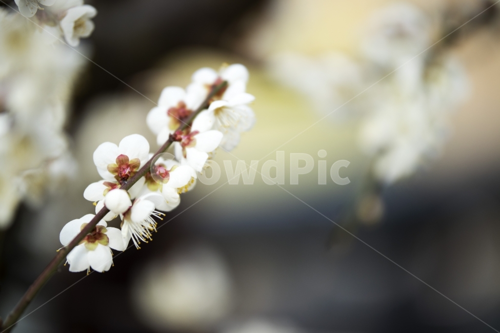 매화,매화꽃,매화나무,겨울매화,하우스매화,제주도매화,봄,계절,spring,season,식물,자연,plants,nature,꽃,flower,감성,sensible,feeling,plant