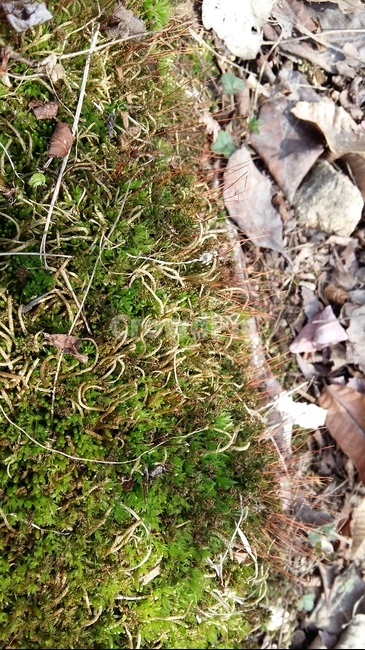이끼,돌이끼,이끼길,솔이끼,계곡이끼,식물,자연,plants,nature