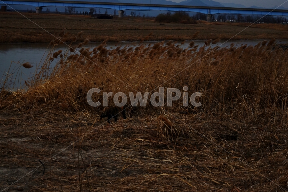 고양이,갈대,강,갈색,가을,자연,풍경,nature,landscape